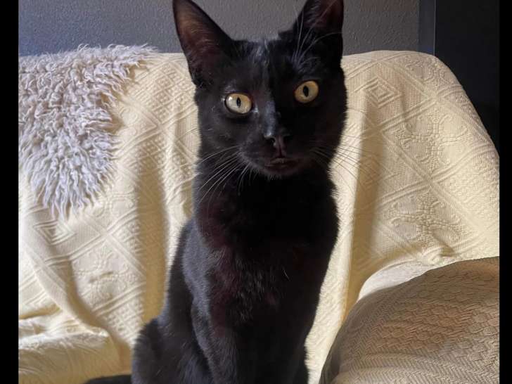 Chat âgé de 2 ans en attente d'une famille