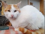 Chat roux et blanc à accueillir