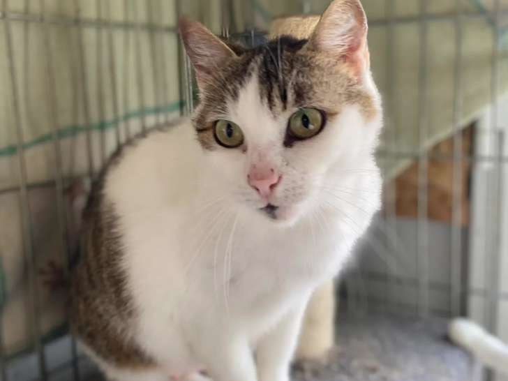 Chatte tigrée blanche en quête d'une famille