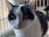 Adoption disponible : chatte âgée de 3 ans