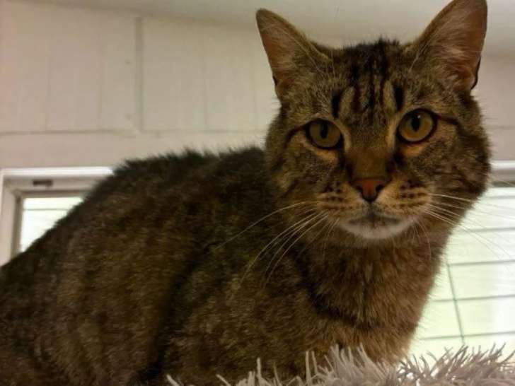 Chat tigré à la recherche d'un foyer