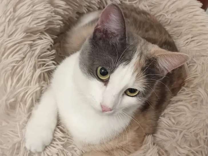 À adopter, chatte grise et blanche