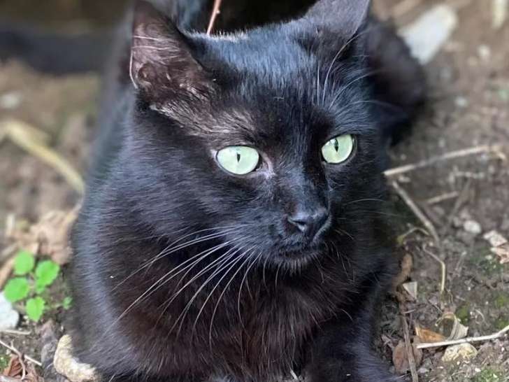 Disponible à l'adoption, chat de couleur noire