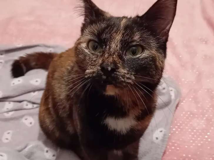 En attente d'adoption, chatte d’un an
