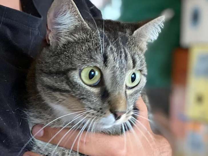 Prête pour l'adoption, chatte tigrée grise