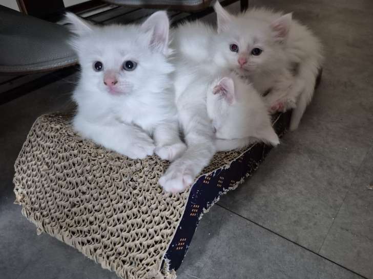 Chatons Maine Coon croisés Angora Turc à vendre