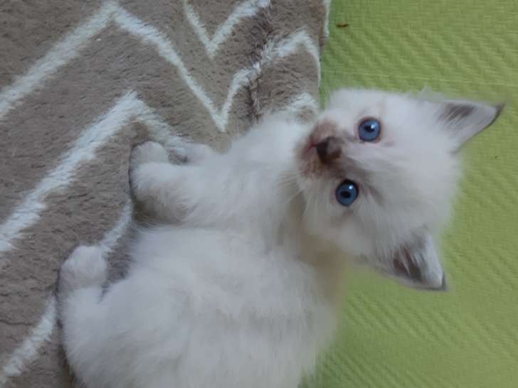 Chaton Ragdoll mâle et femelle