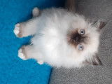 Chaton Ragdoll mâle et femelle