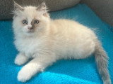 Chaton Ragdoll mâle et femelle