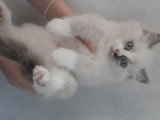 Chaton Ragdoll mâle et femelle