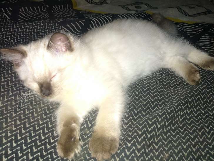 Adonis et Atlas, 2 adorables chatons Ragdoll LOOF à vendre