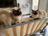 Adonis et Atlas, 2 adorables chatons Ragdoll LOOF à vendre