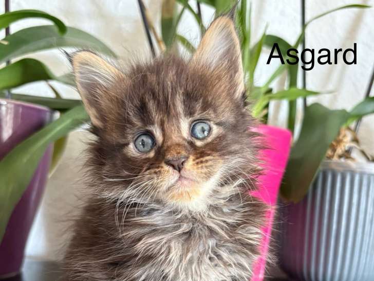 Chatons Maine Coon inscrits au LOOF à vendre