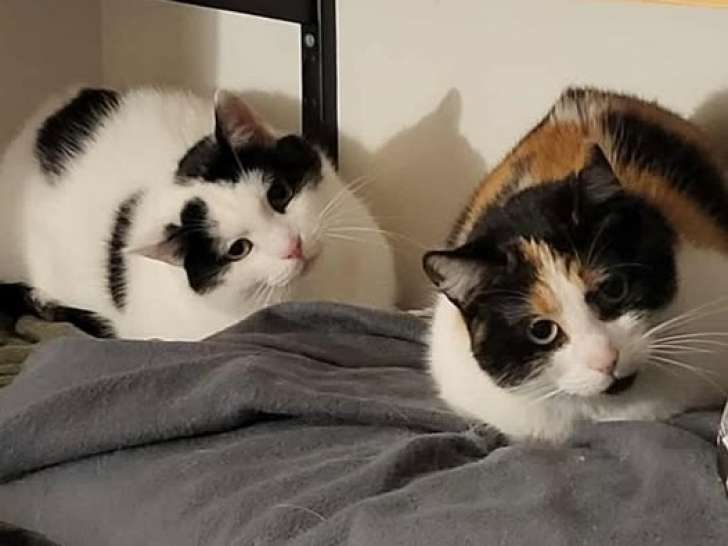 Luna et Mimi, deux chattes à adopter ensemble en association