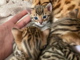 Adorables chatons Bengal à vendre