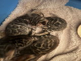 Adorables chatons Bengal à vendre