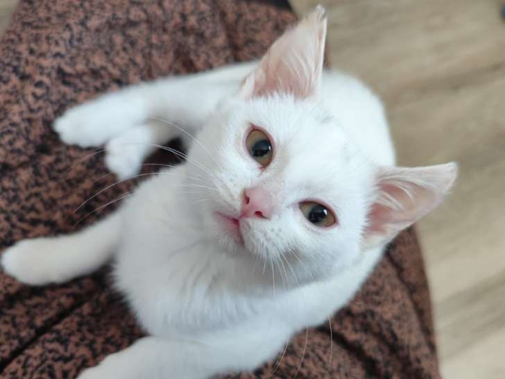 Flocon, chaton blanc à adopter en association