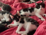 Chatons croisés Maine Coon à vendre