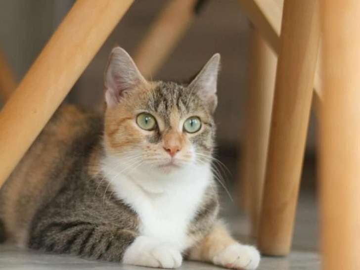 Adhara, douce et magnifique chatte tricolore à adopter en association
