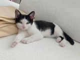 Ayah, cathonne noir et blanc à adopter en association