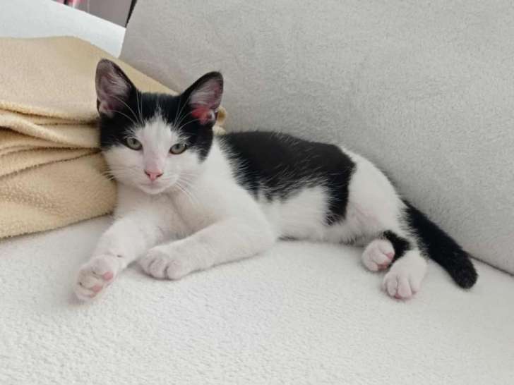 Ayah, cathonne noir et blanc à adopter en association