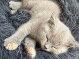 Chatons British Shorthair à vendre