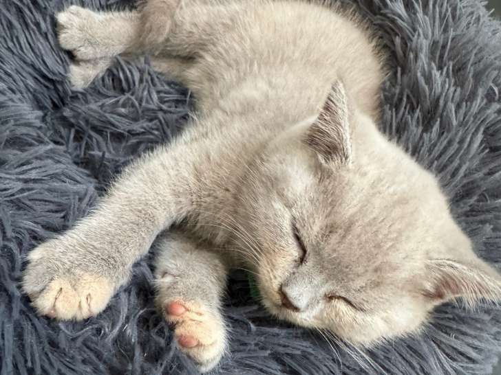 Chatons British Shorthair à vendre