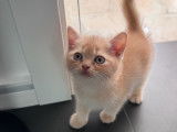 Chatons British Shorthair à vendre