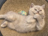Chatons British Shorthair à vendre