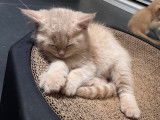 Chatons British Shorthair à vendre