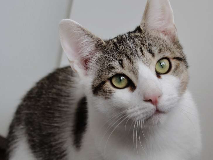 Aslan, vaillant chaton tigré blanc à adopter en association