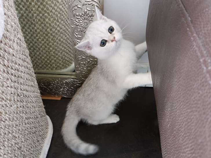 Chatonne British Shorthair à vendre