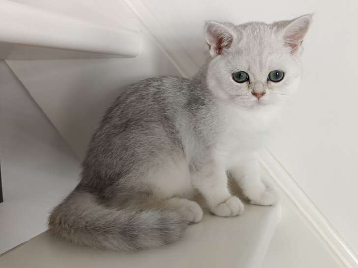 Chatonne British Shorthair à vendre
