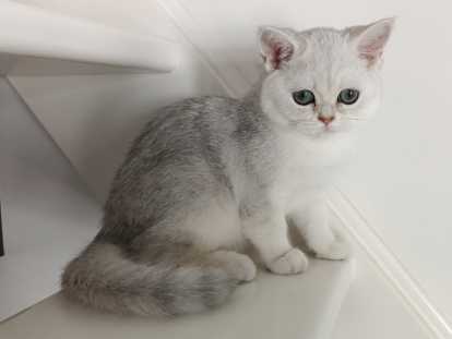 Chatonne British Shorthair à vendre
