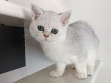 Chatonne British Shorthair à vendre