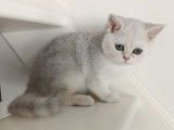 Chatonne British Shorthair à vendre