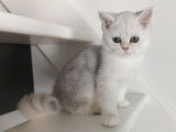 Chatonne British Shorthair à vendre