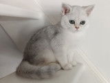 Chatonne British Shorthair à vendre