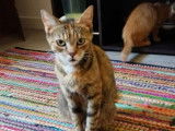 Eowyn, chatte tigrée à adopter en association