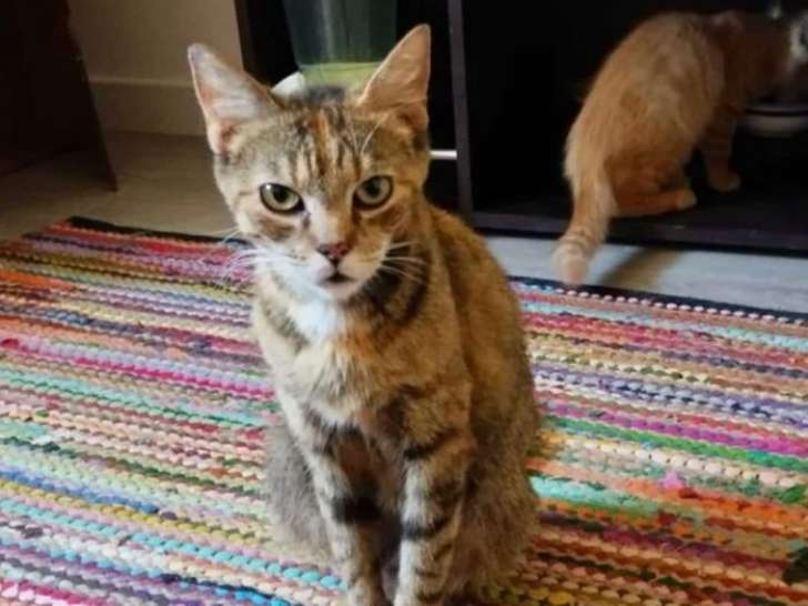Eowyn, chatte tigrée à adopter en association
