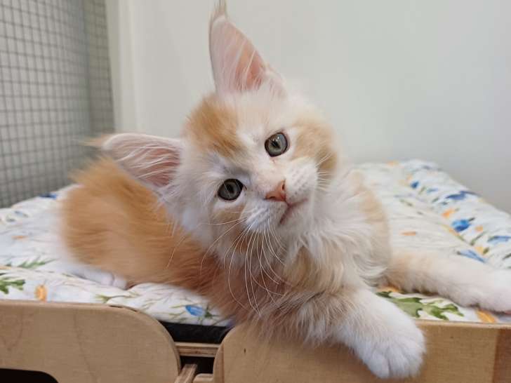 Attila des lynx du Nord, chaton Maine coon à vendre
