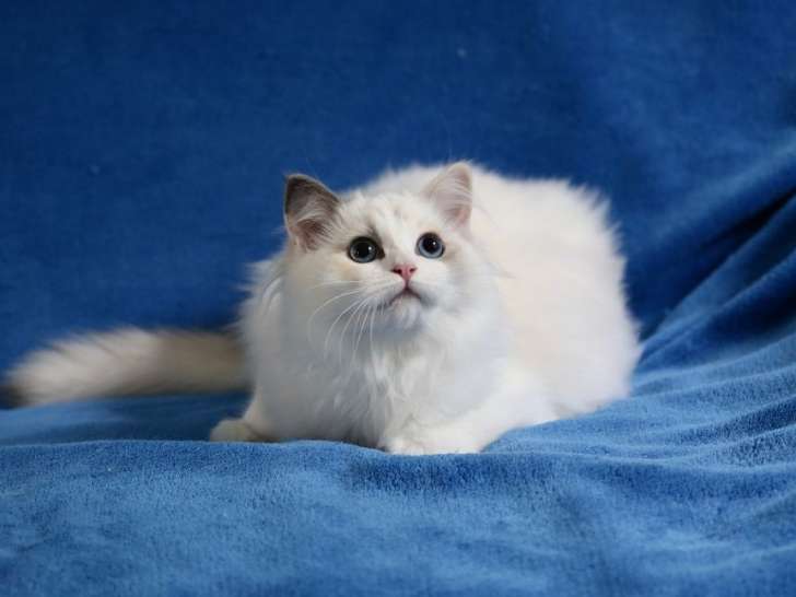 À vendre, 2 chatons Ragdolls LOOF