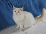 À vendre, 2 chatons Ragdolls LOOF