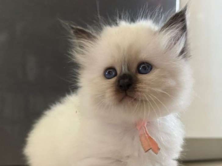 3 chatons Sacrés de Birmanie LOOF à réserver, mâles seal point et seal tabby d’août 2025