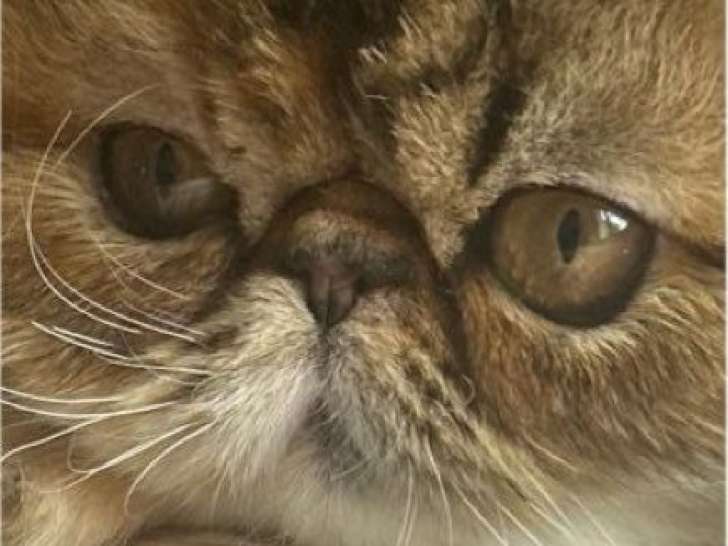 Chatte Persane LOOF adulte à vendre, yeux bleus et impairs, née en septembre 2024