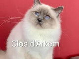 1 chat Sacré de Birmanie LOOF à vendre, blue point né en avril 2021