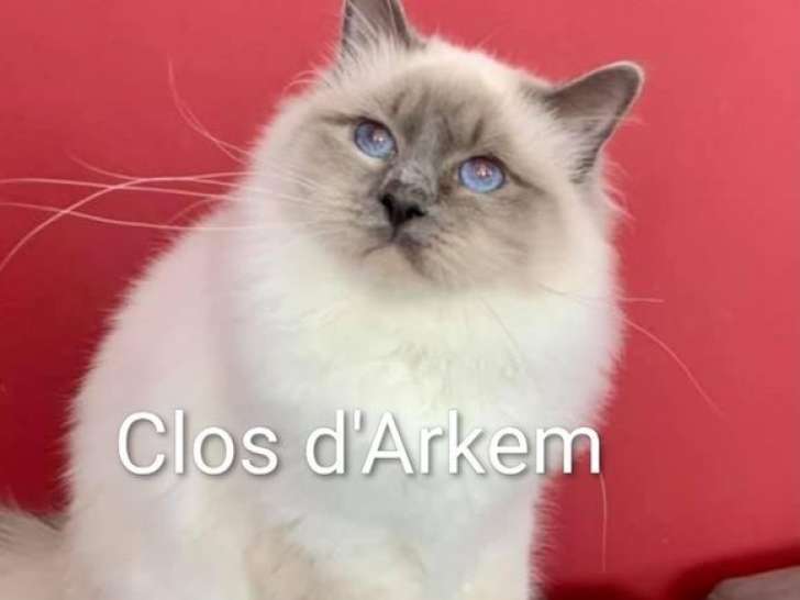 1 chat Sacré de Birmanie LOOF à vendre, blue point né en avril 2021