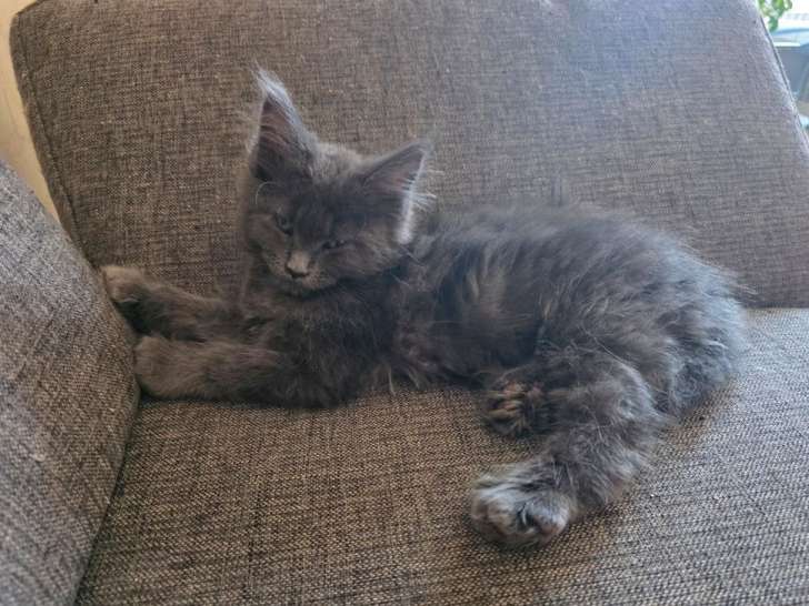 3 chatons Maine Coons non LOOF à réserver, nés en juin 2025, mâles et femelle bleu silver