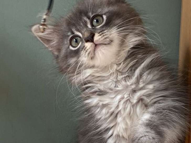 7 chatons Sibériens LOOF à réserver, mâles et femelles de juin 2025