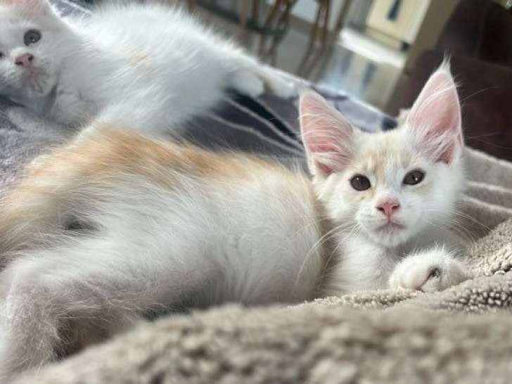 5 chatons Maine Coons LOOF à vendre, nés en juin 2025